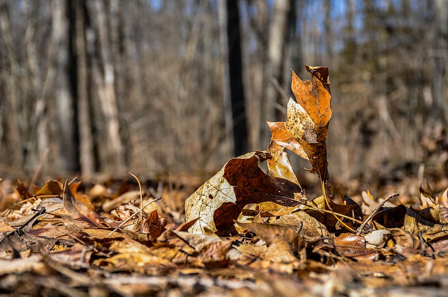 nature, wood, tree, fall, outdoors, leaf, environment, dry HD wallpaper