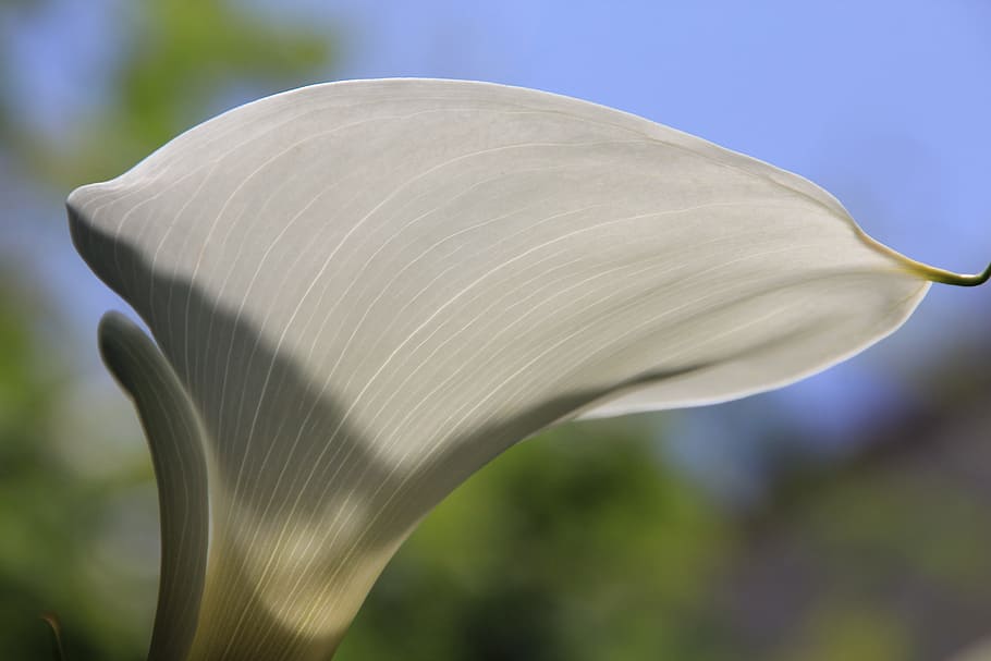 Calla, Flower, White, Texture, Petals, a petals, nature, plant HD wallpaper
