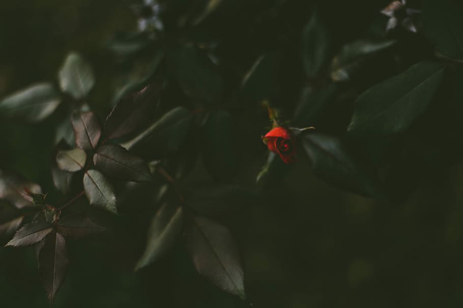 red rose, macro shot photography of red rose, flower, leaf, leaves HD wallpaper