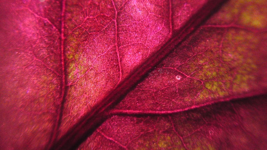 Blur, Leaf, Pattern, Plant, Spring, red, colorful, small, full frame HD wallpaper