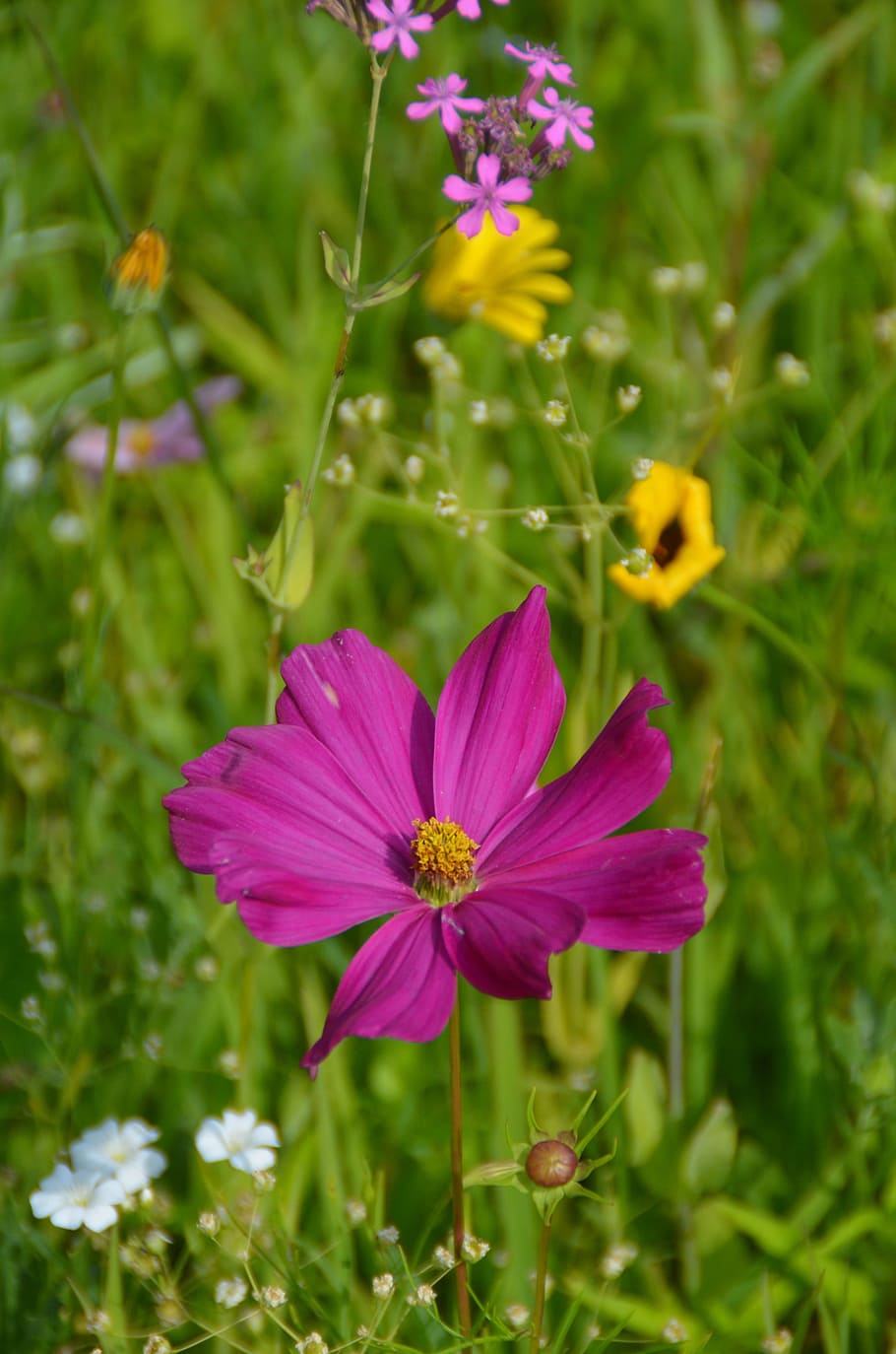 Nature, Flowers, Meadow, fragility, plant, growth, petal, flowering plant HD wallpaper