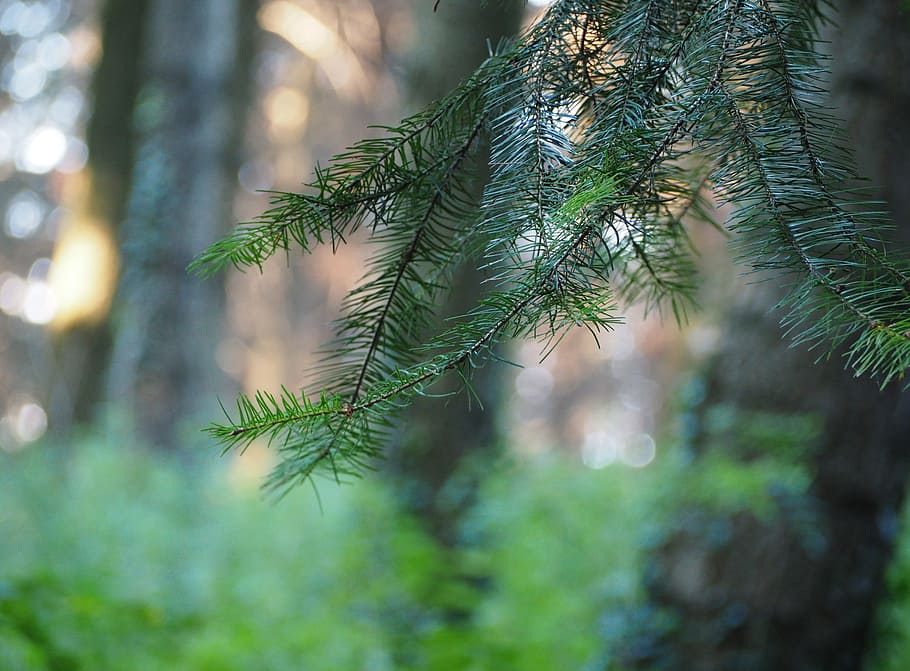 conifer, forest, tree, nature, needles, spruce, branch, green HD wallpaper