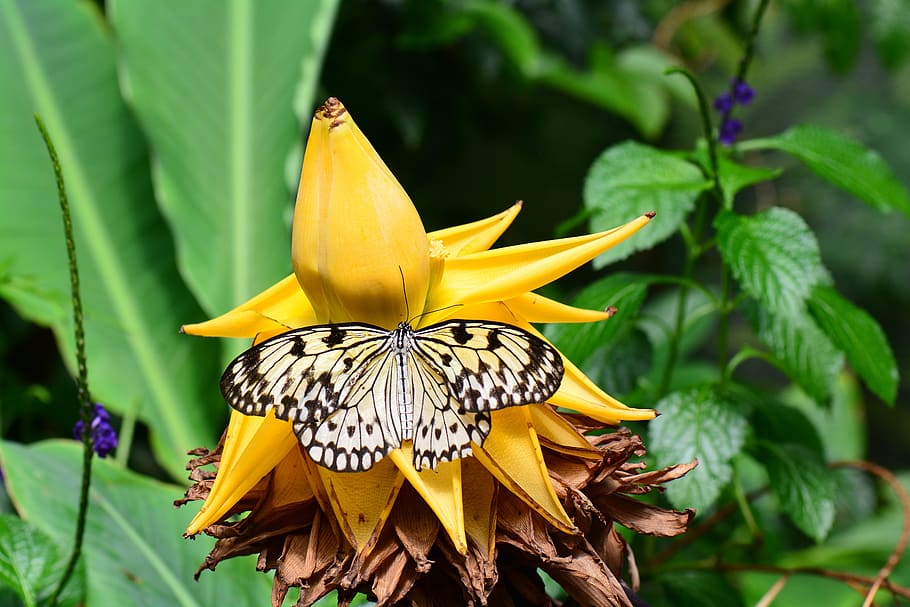 tree nymph, butterfly, white, black, insect, wings, wildlife HD wallpaper