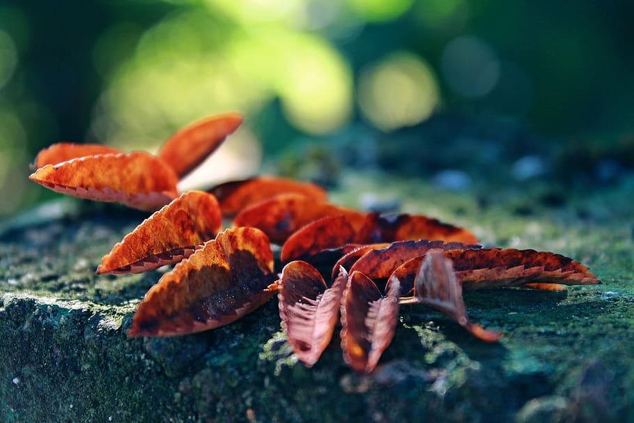 Autumn, Leaves, Leaf, Foliage, foliage leaf, forest, fall color HD wallpaper