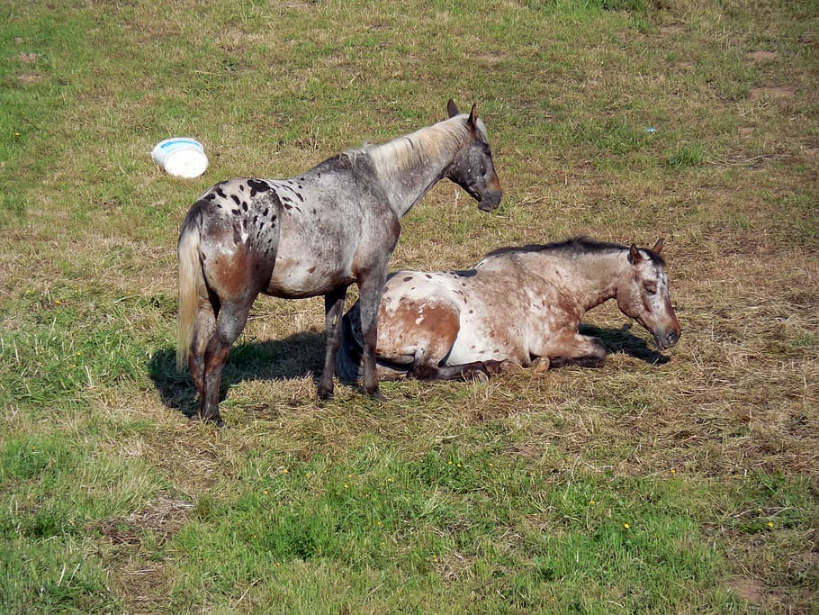 Horses, Paddock, Coupling, Tired, Rest, grass, animals in the wild HD wallpaper