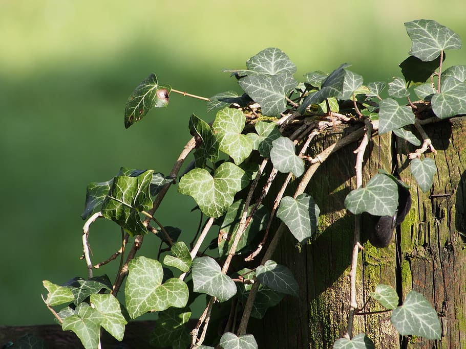 ivy, plant, climber, leaf, nature, leaves, garden fence, efeuranke HD wallpaper