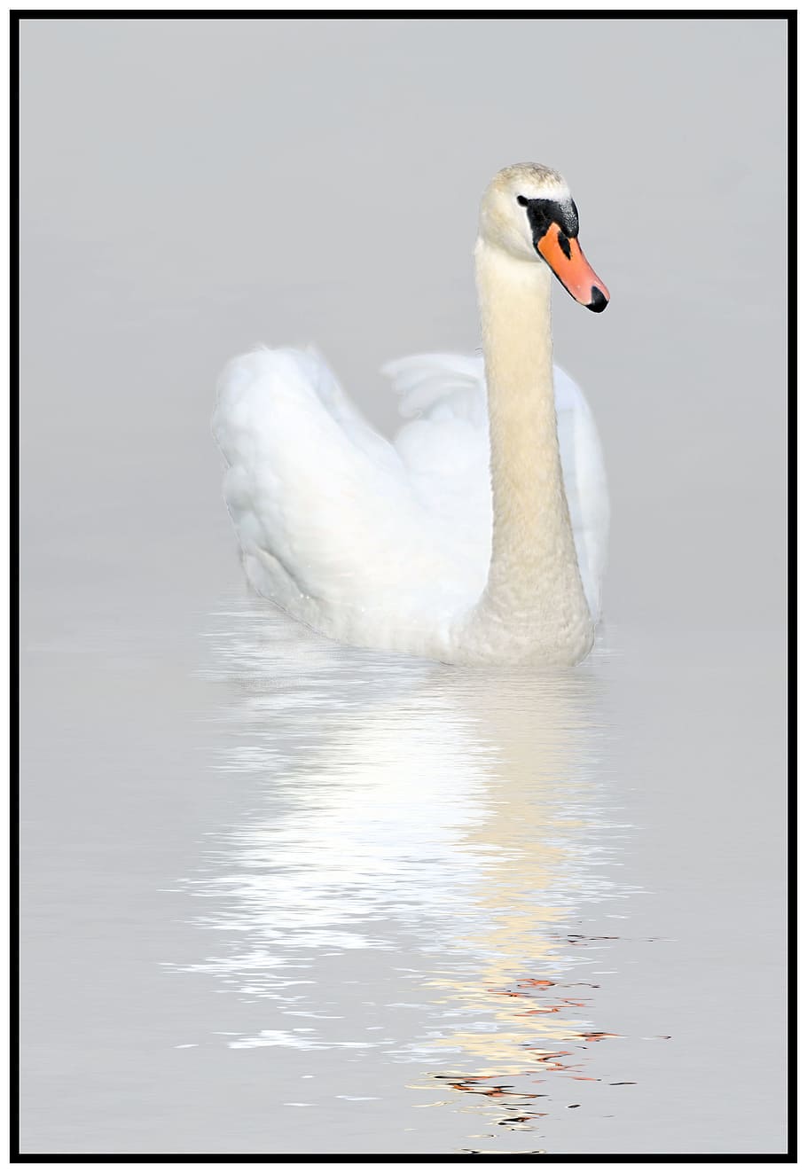 swan, reflection, nature, bird, wildlife, pond, swimming, calm HD wallpaper