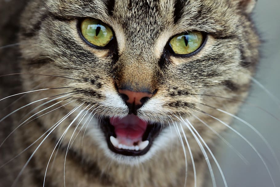 closeup photography of brown tabby cat, winter, cold, snow HD wallpaper