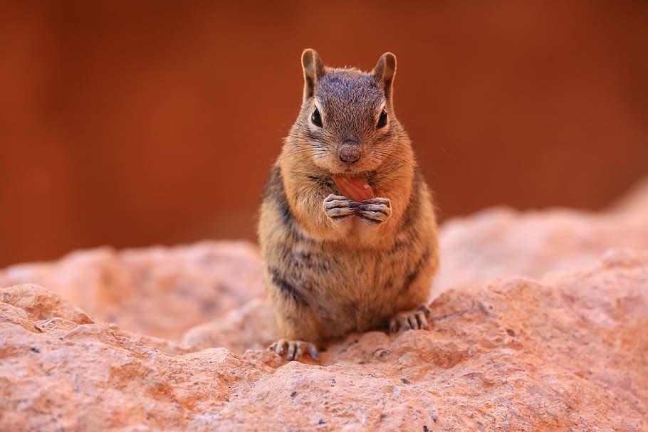focus photo squirrel, chipmunk, nature, wildlife, outdoors HD wallpaper