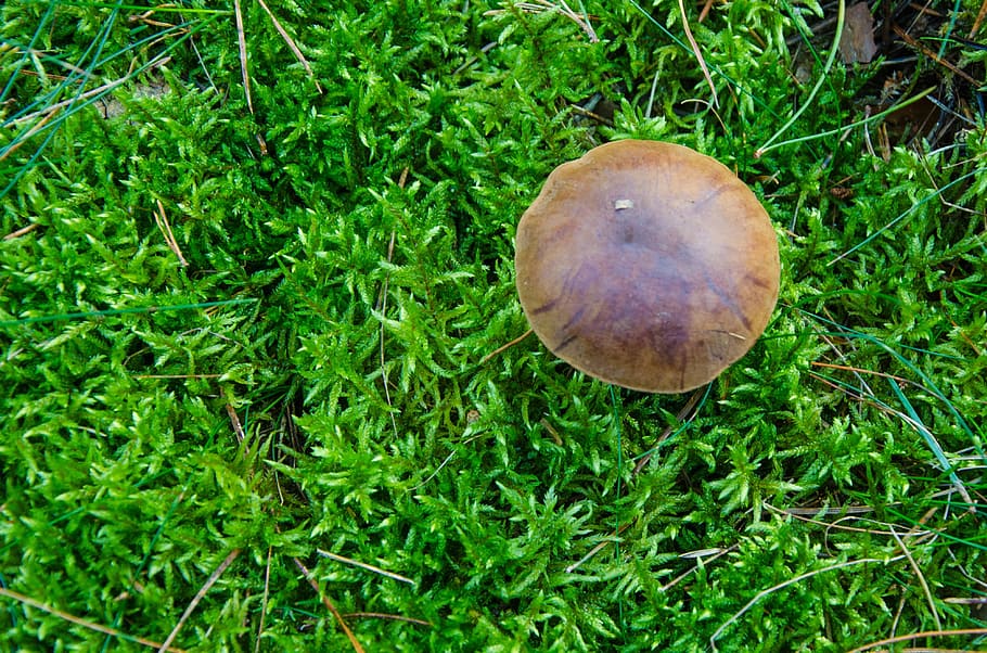 boletus-boletus, chestnut, mushroom, forest, brown cap, blue mushroom