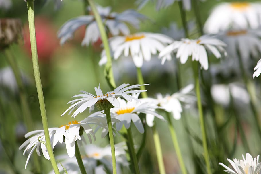 Daisies, Spring, Nature, White, summer, yellow, green, flowers HD wallpaper