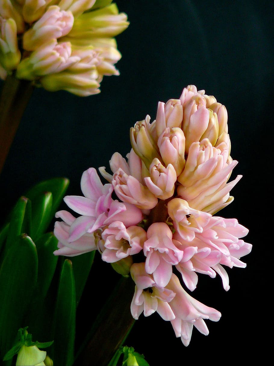 blossom, bloom, pink, macro, flowers, plant, pink flower, nature HD wallpaper