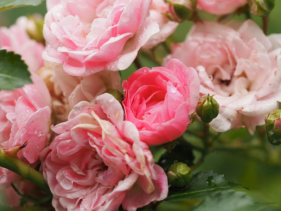 pink rose in bloom, rain, mourning, romance, farewell, drop of water HD wallpaper