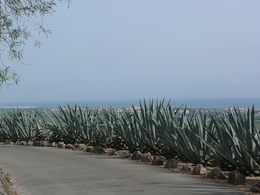 Roadside, Spain, Cactus, day, outdoors, nature, beach, no people HD wallpaper