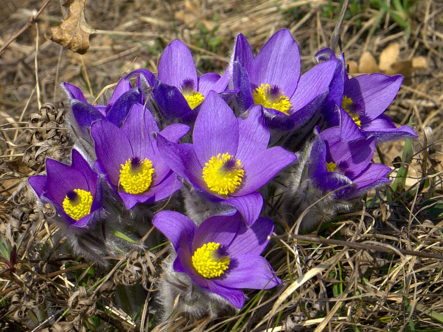 slovakia, flower, devinska kobyla, spring, nature, flowering plant HD wallpaper