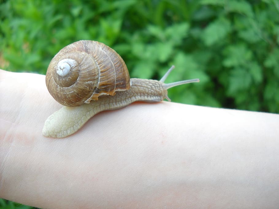 snail, nature, crawl, mollusk, human hand, human body part HD wallpaper