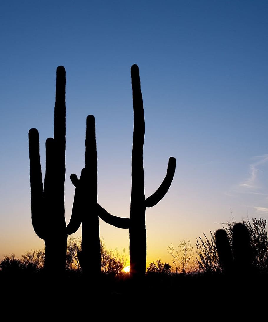 silhouette of cactus, saguaro cactus, sunset, desert, moon, sky, HD wallpaper