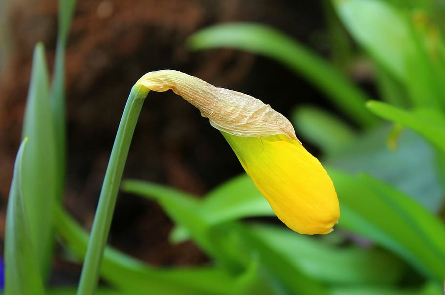 daffodil, bud, boost, spring, nature, leaf, plant, season, close-up HD wallpaper