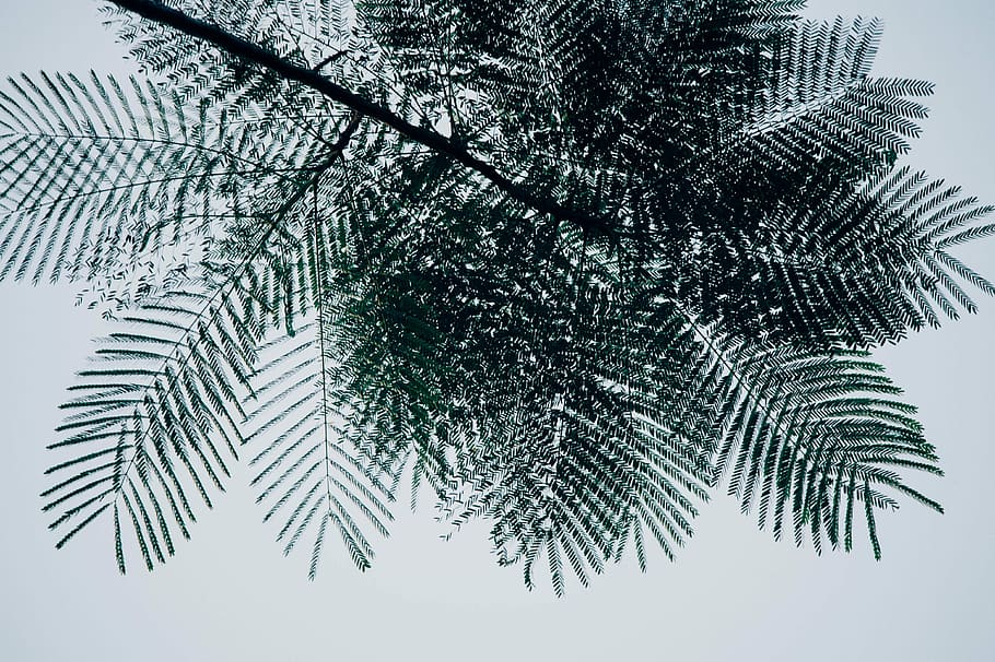 low-angle photo of green tree, green leafed tree during daytime HD wallpaper