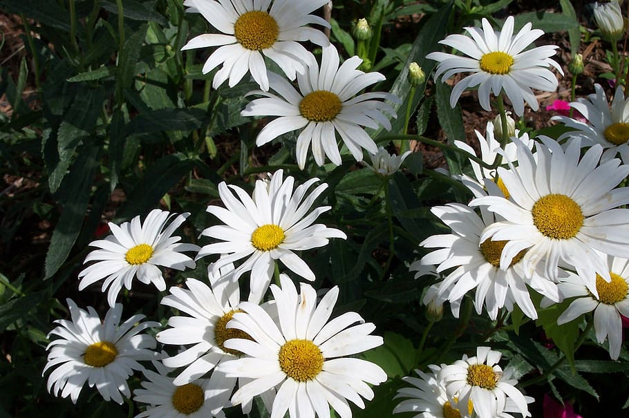 flower, daisy, white, flowering plant, freshness, fragility HD wallpaper