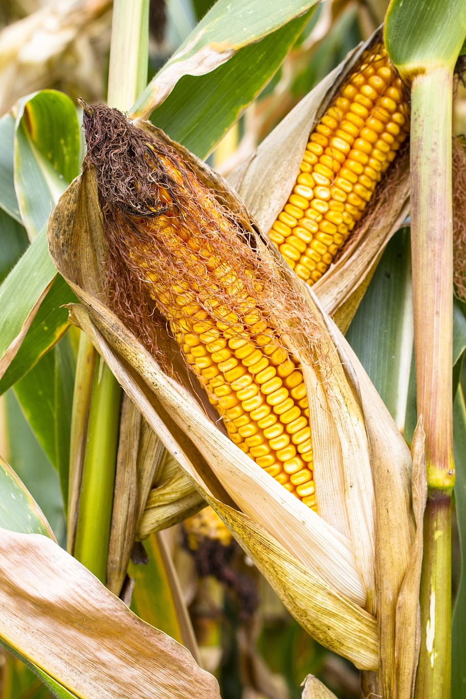 corn, corn on the cob, fodder maize, cereals, corn kernels, HD wallpaper