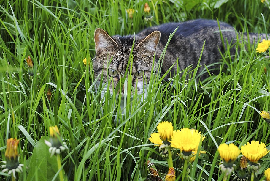 cat, grass, kitten, young cat, domestic cat, animal, graugetiegert HD wallpaper