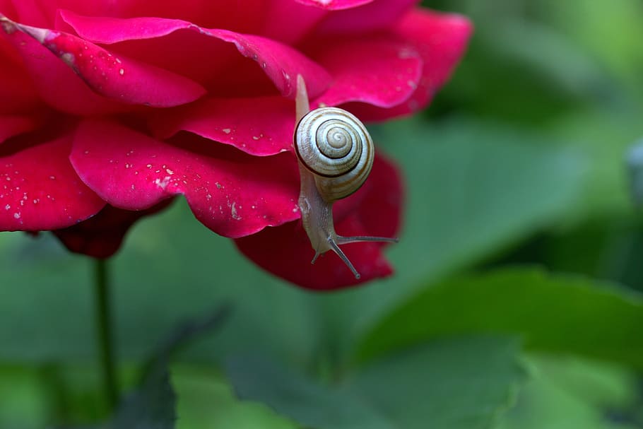 snail, rose, petals, shell, dew, nature, close-up, animal, macro HD wallpaper