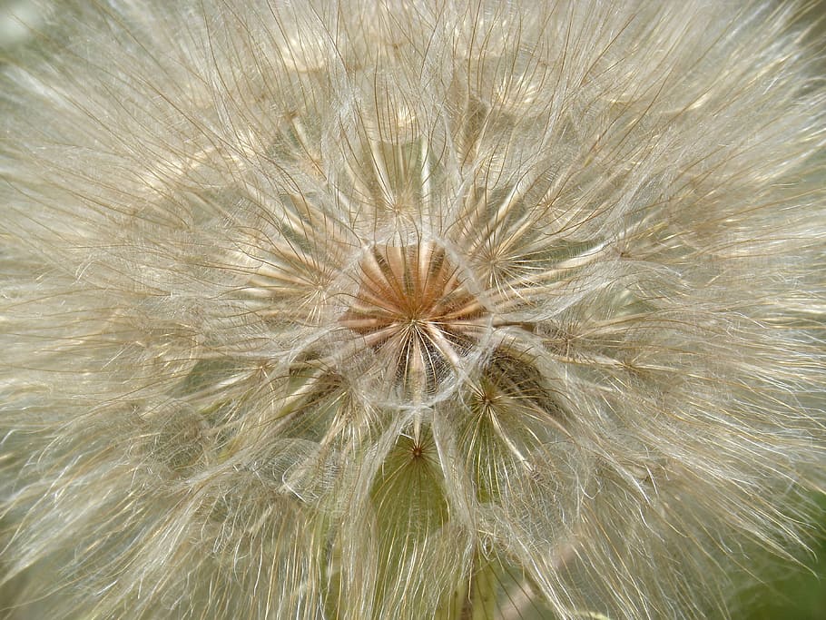 dandelion, plant architecture, vegeta geometry, hexagons, seeds HD wallpaper