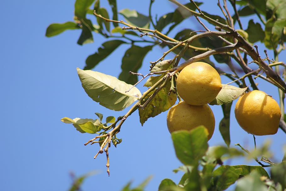 Lemon Tree, Lemons, Fruit, Sour, bio, citrus fruits, leaf, food and drink HD wallpaper
