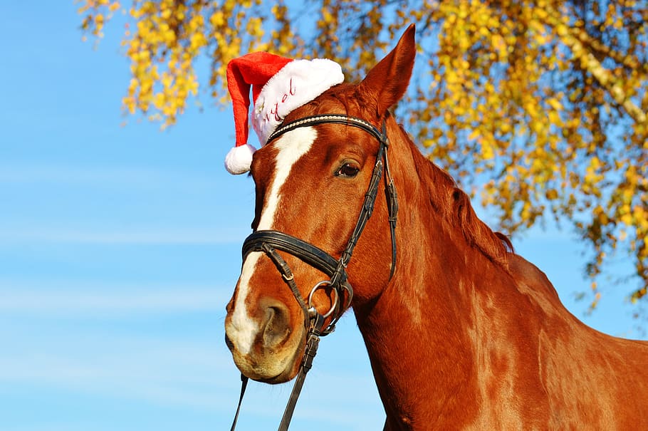 56191 Christmas Horse Images Stock Photos  Vectors  Shutterstock