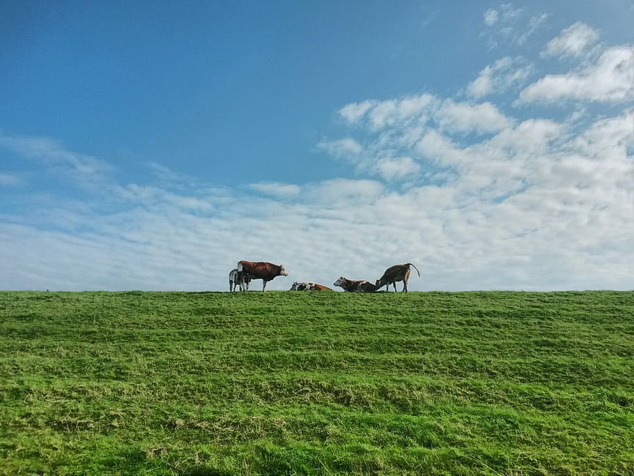 cows, dike, group, sky, landscape, rest, idyll, north sea, graze HD wallpaper