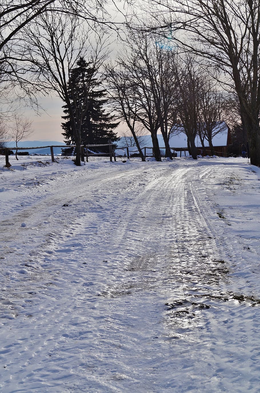 winter, snow, ice, road, icy, cold temperature, tree, bare tree HD wallpaper