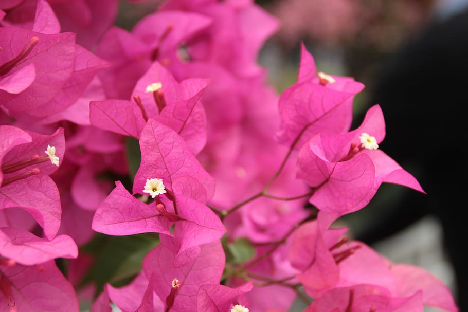 flower, beautiful, background, flowering plant, petal, beauty in nature HD wallpaper