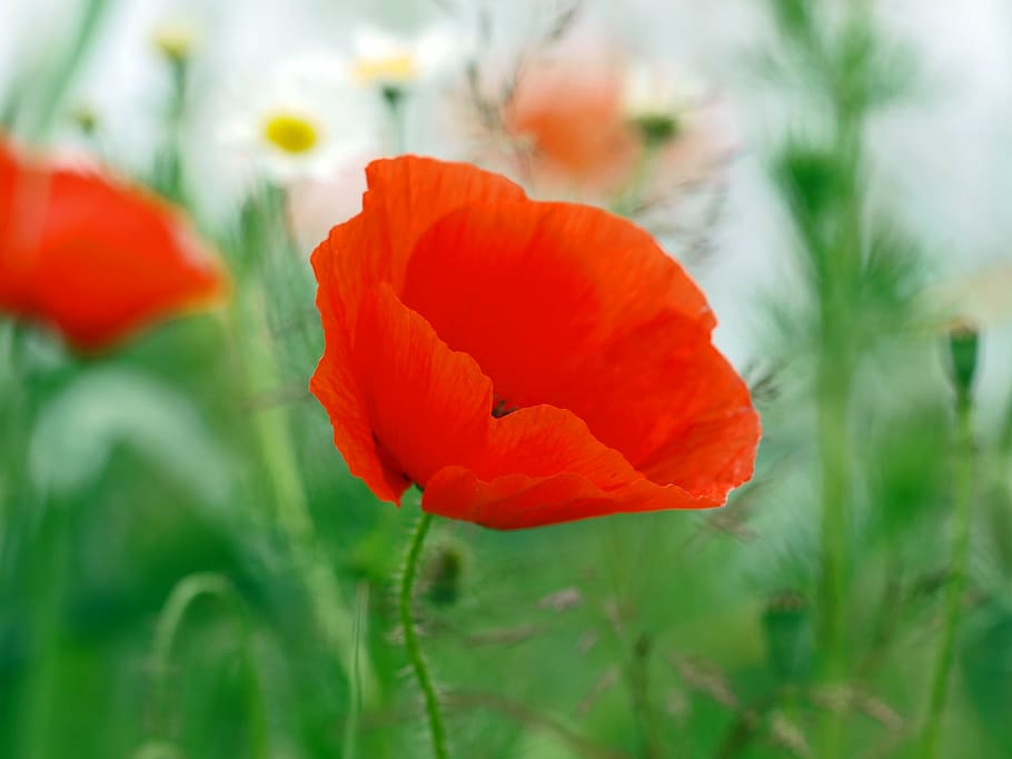 selective-focus photography of orange poppy flower at bloom HD wallpaper