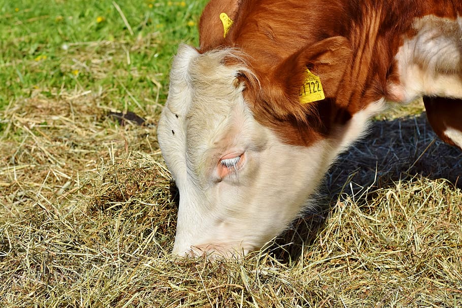 close-up photography of white and brown cattle, cow, beef, graze HD wallpaper