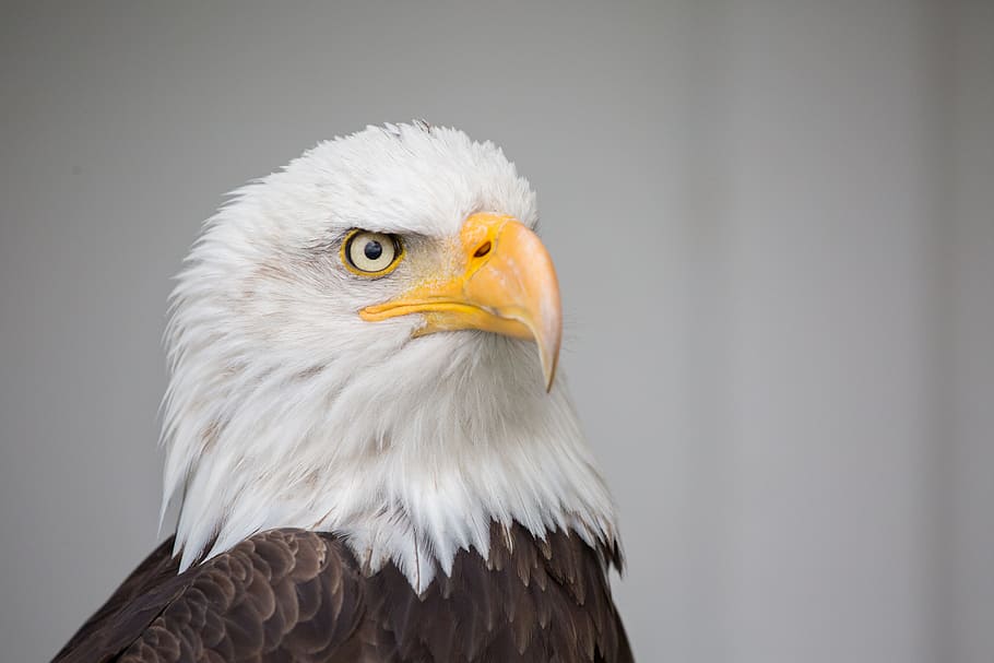 white and brown American eagle, nature, wild, prey, majestic HD wallpaper