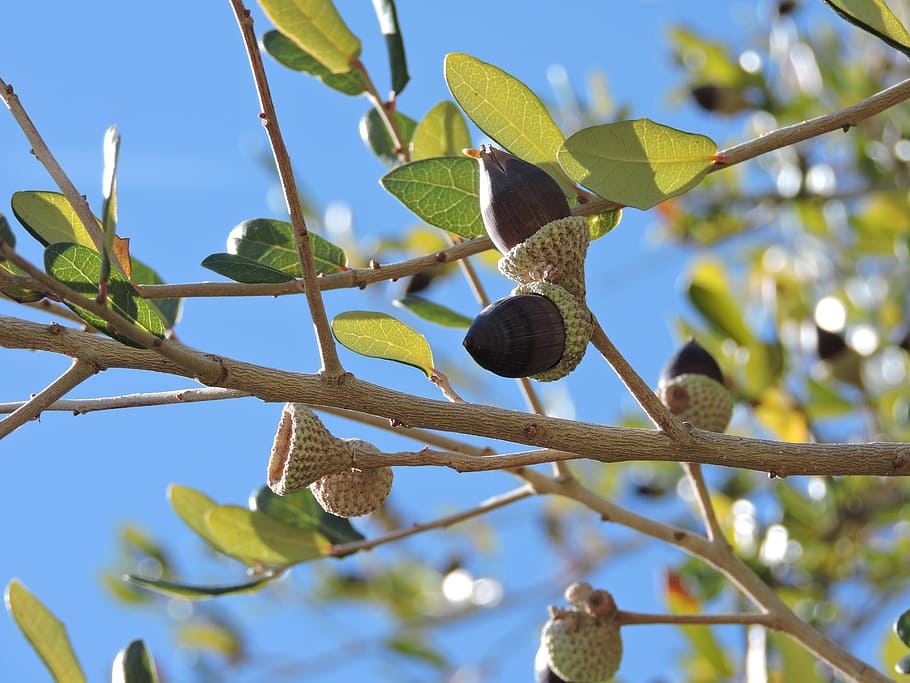 acorn, leaves, fall, tree, trees, leaf, nature, nut, harvest HD wallpaper