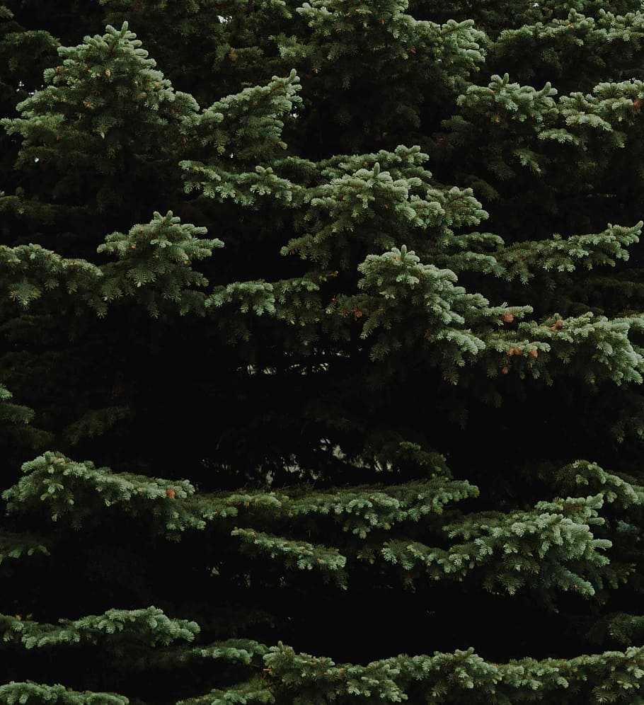 green leafed tree, green tree, nature, pine, pine tree, christmas tree HD wallpaper