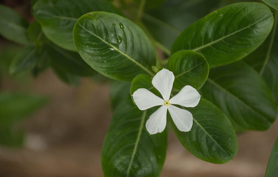 leaf, plant, nature, tree, freshness, garden, flower, approach HD wallpaper