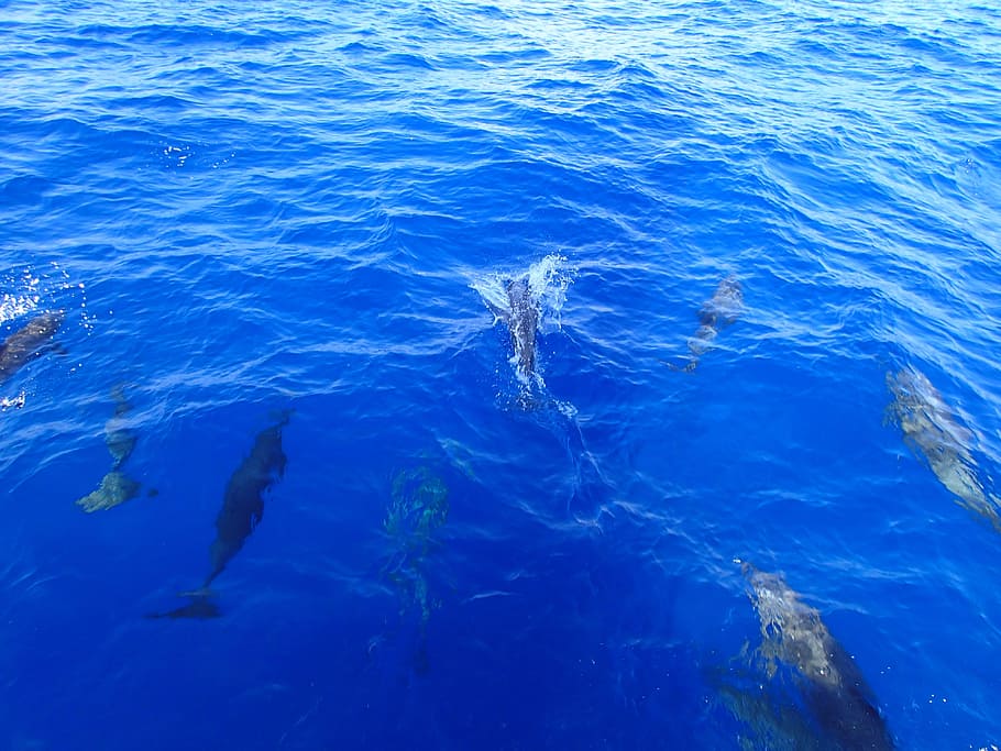 Dolphins, Ocean, Water, blue, sea, nature, underwater, fish HD wallpaper