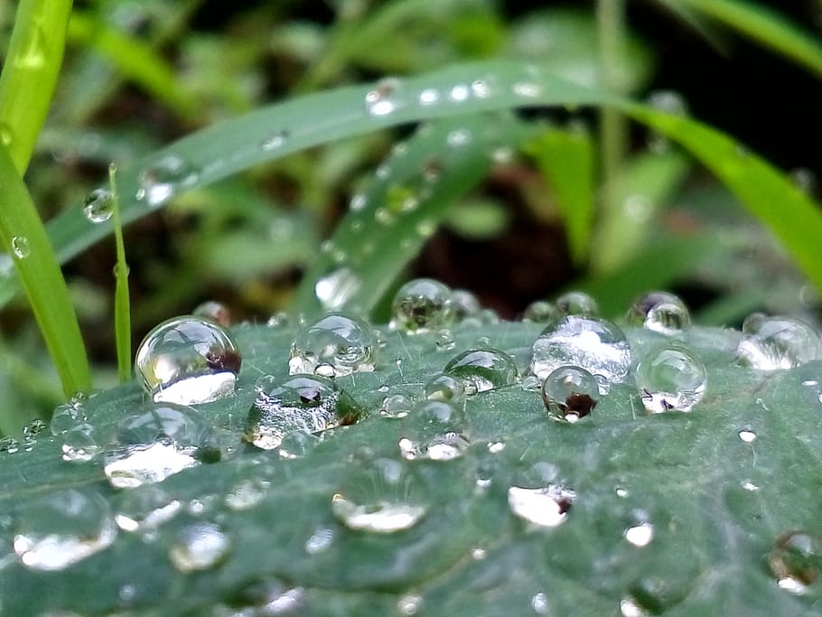 Water, Leaf, Nature, Green, Plant, environment, summer, reflection HD wallpaper