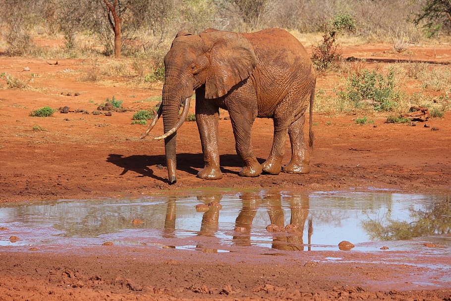 brown elephant standing beside stagnant water, tsavo, kenya HD wallpaper