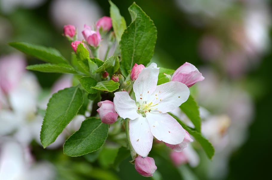 cherry blossom, spring, nature, bloom, flowering trees, flowering plant HD wallpaper