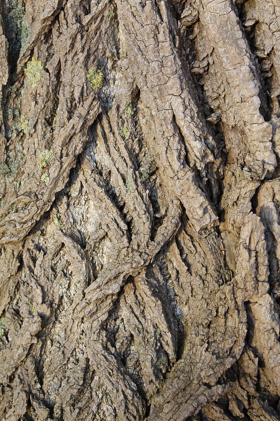 bark, tree, structure, log, tribe, wood, full frame, tree trunk HD wallpaper