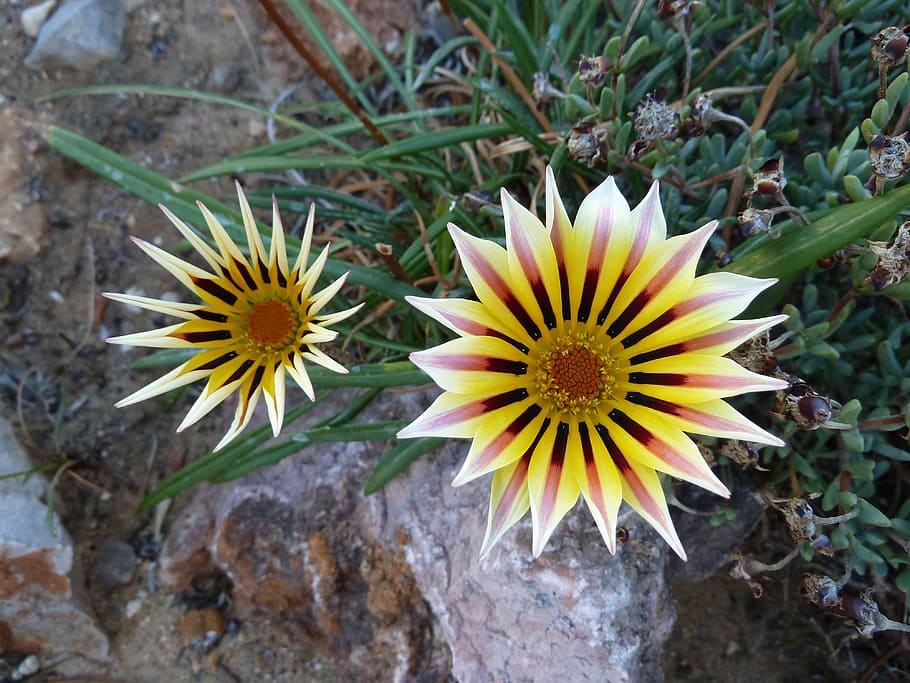 flower, petal, leaf, blossom, floral, bloom, natural, garden HD wallpaper