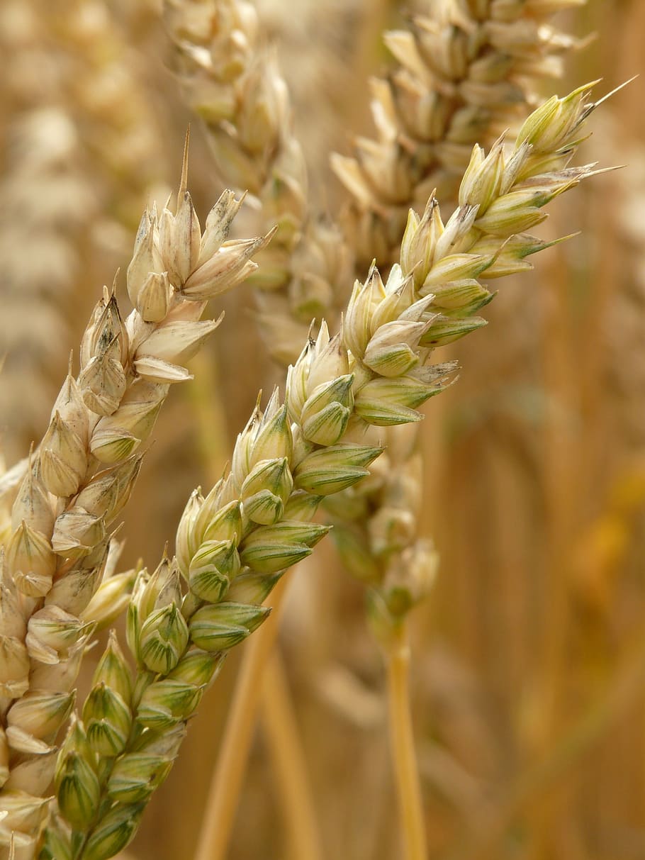 close-up selective focus photography of beige plant, spike, wheat, HD wallpaper