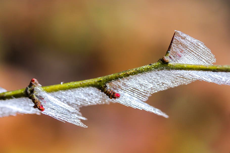 frosty branches, bud, ice, cold, winter, nature, ice world HD wallpaper