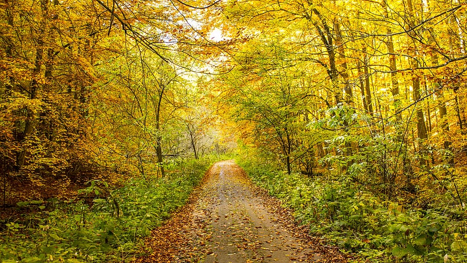 road full of leaves, photo of road in forest during daytime, autumn