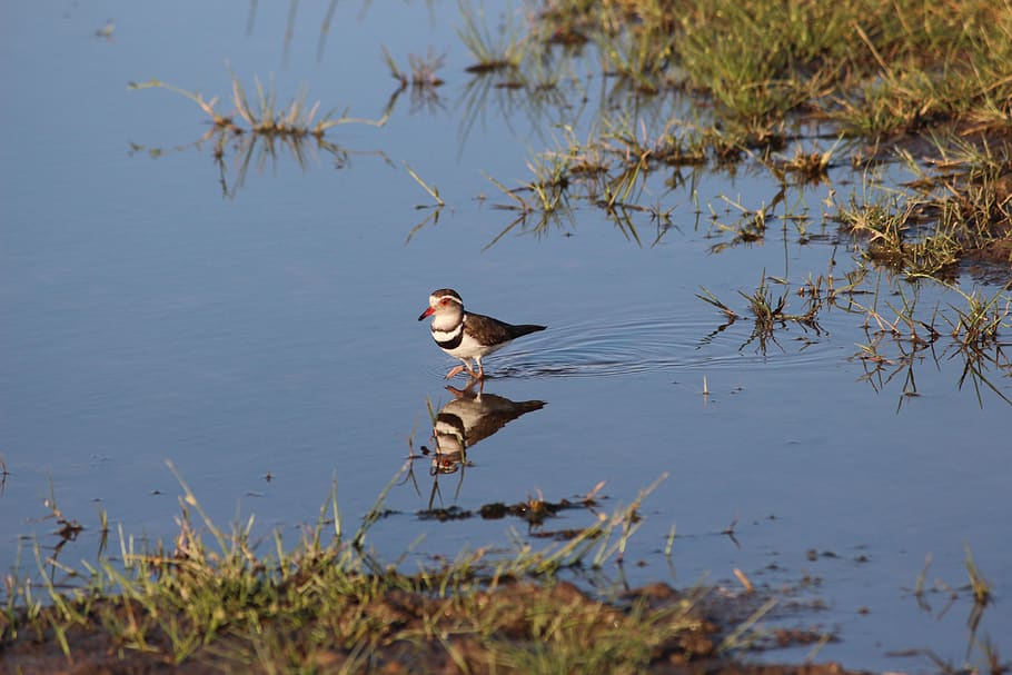 bird, water, reflection, animal themes, vertebrate, one animal HD wallpaper