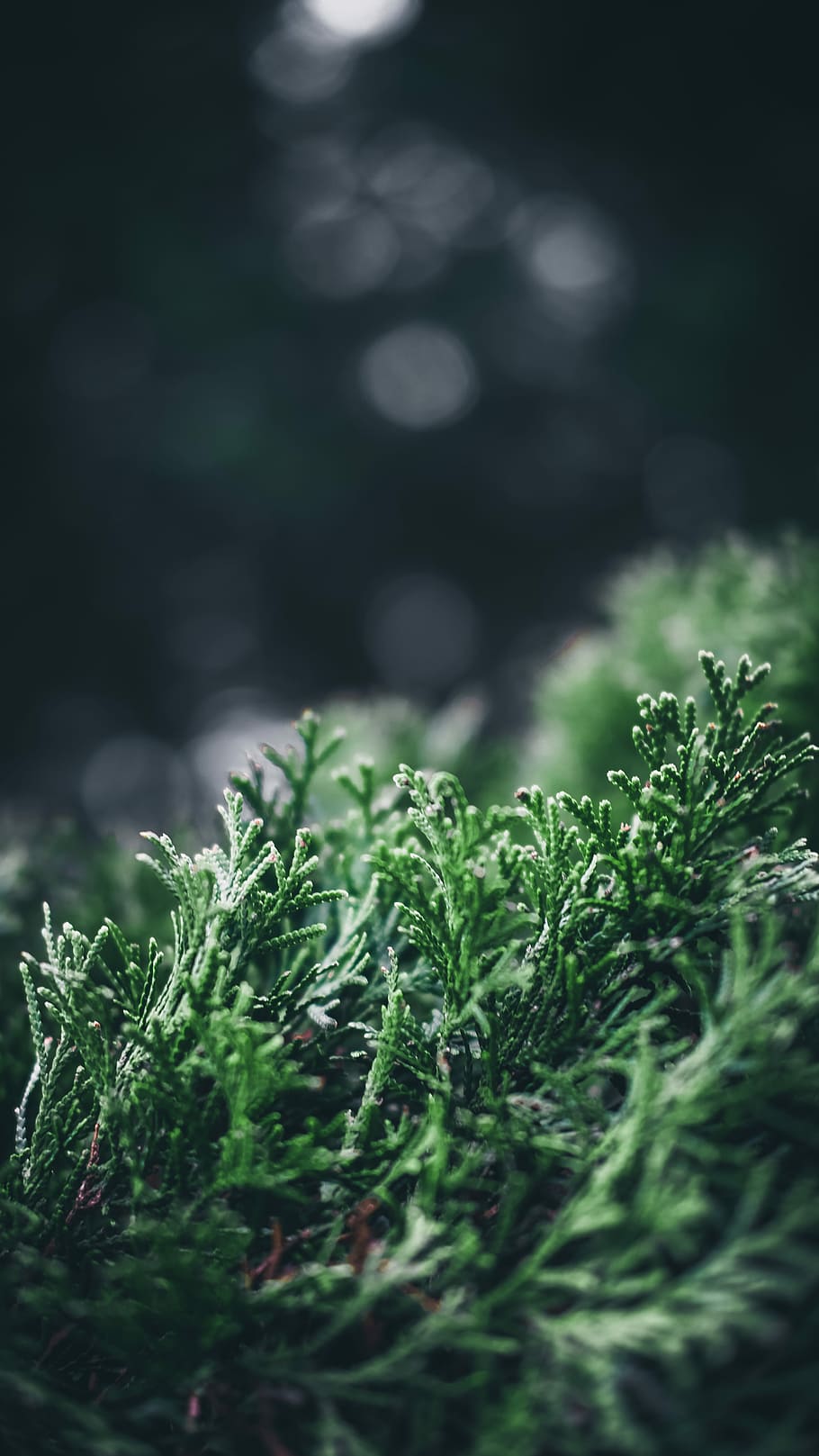 green leaves bokeh photography, macro shot of plants, tree, nature HD wallpaper